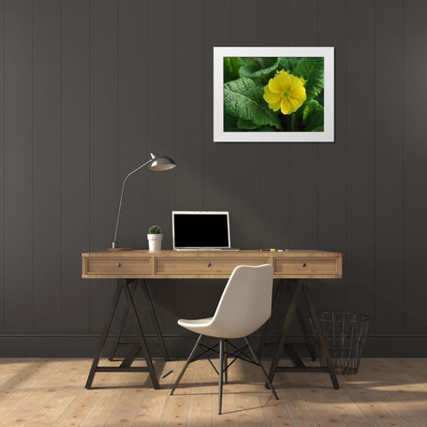 Yellow Beauty White Modern Wood Framed Art Print by Bonin, Suzanne