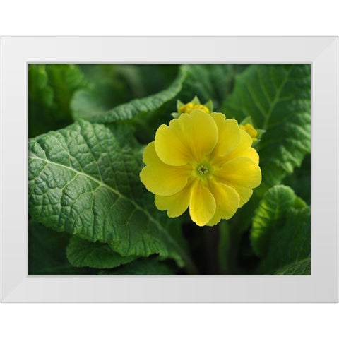 Yellow Beauty White Modern Wood Framed Art Print by Bonin, Suzanne