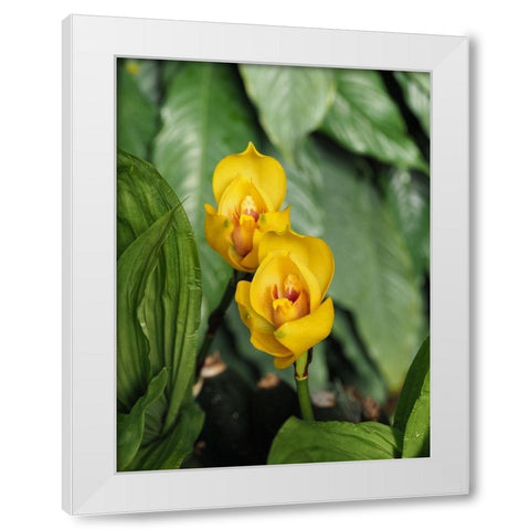 Yellow Ladies White Modern Wood Framed Art Print by Bonin, Suzanne