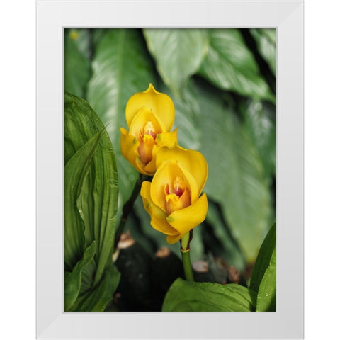 Yellow Ladies White Modern Wood Framed Art Print by Bonin, Suzanne
