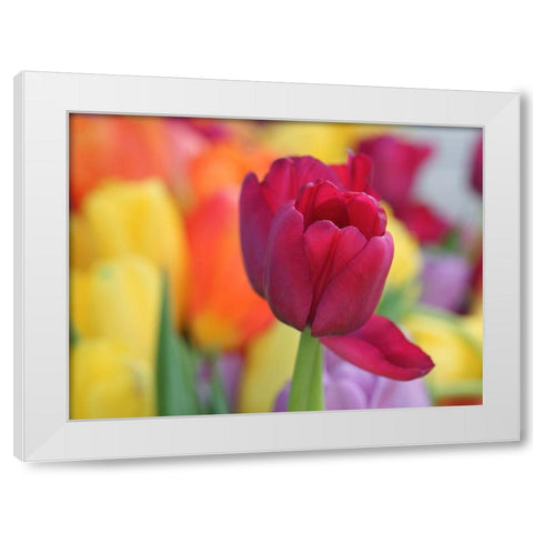 Colorful White Modern Wood Framed Art Print by Bonin, Suzanne