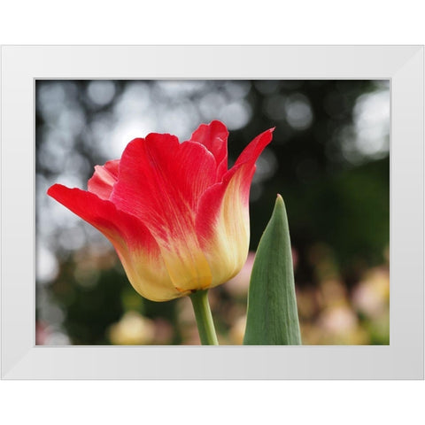 Happy One White Modern Wood Framed Art Print by Bonin, Suzanne