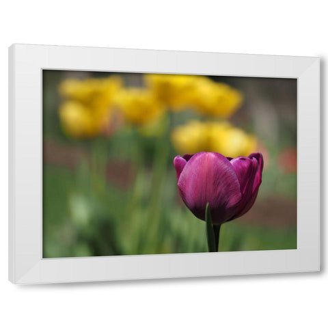 Hello Ladies White Modern Wood Framed Art Print by Bonin, Suzanne