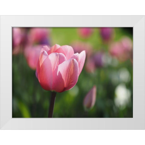 Lady In Pink White Modern Wood Framed Art Print by Bonin, Suzanne