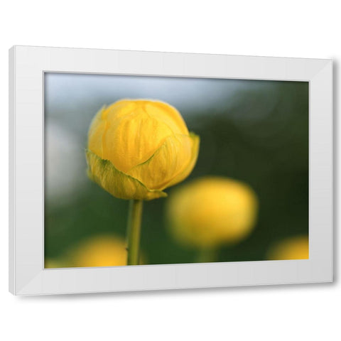 Lollipop White Modern Wood Framed Art Print by Bonin, Suzanne