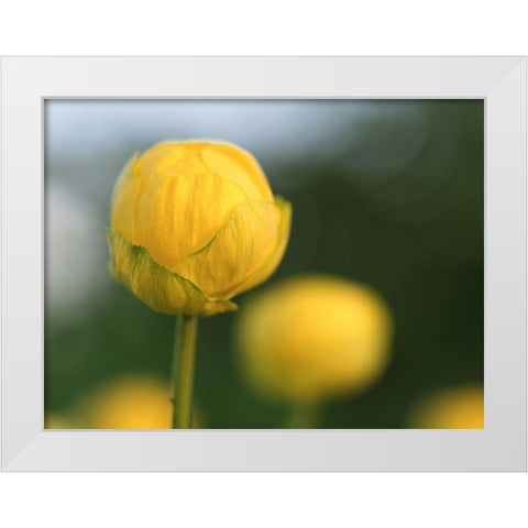 Lollipop White Modern Wood Framed Art Print by Bonin, Suzanne