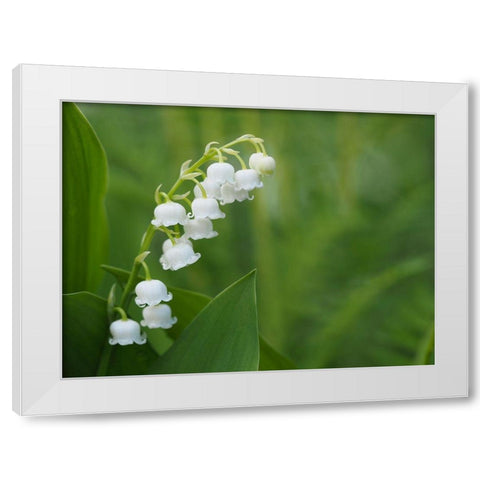 Muguet White Modern Wood Framed Art Print by Bonin, Suzanne