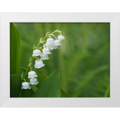 Muguet White Modern Wood Framed Art Print by Bonin, Suzanne