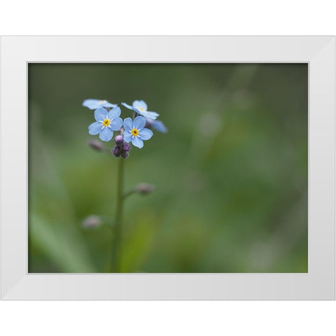 Never Forget White Modern Wood Framed Art Print by Bonin, Suzanne