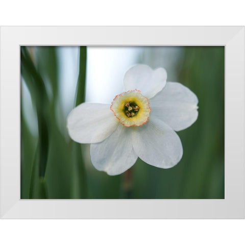 New Beginnings White Modern Wood Framed Art Print by Bonin, Suzanne