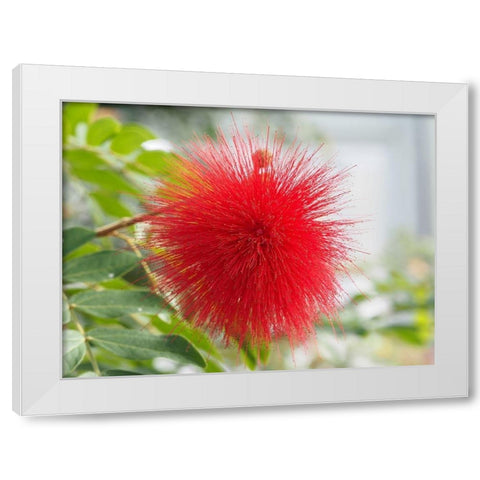 Powderpuff White Modern Wood Framed Art Print by Bonin, Suzanne