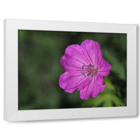 Promising White Modern Wood Framed Art Print by Bonin, Suzanne