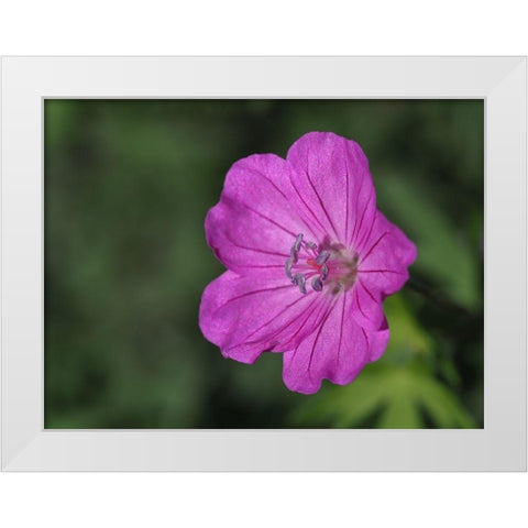 Promising White Modern Wood Framed Art Print by Bonin, Suzanne