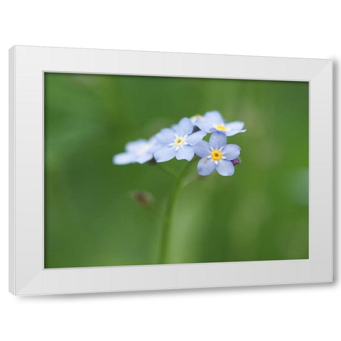 Small World White Modern Wood Framed Art Print by Bonin, Suzanne