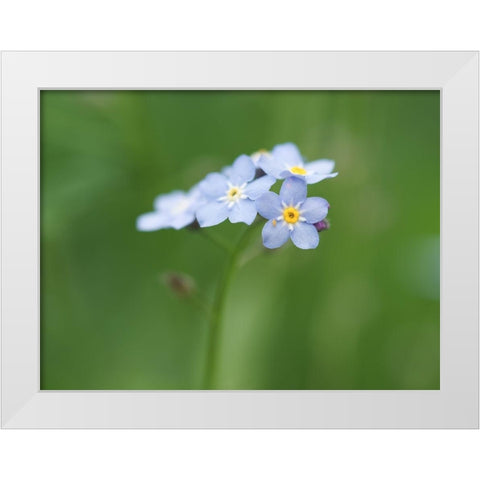 Small World White Modern Wood Framed Art Print by Bonin, Suzanne