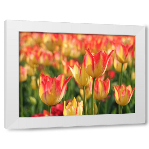 Sunny Day White Modern Wood Framed Art Print by Bonin, Suzanne