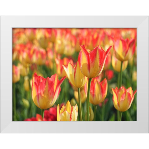 Sunny Day White Modern Wood Framed Art Print by Bonin, Suzanne
