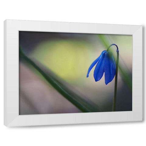 Tiny Blue Umbrella White Modern Wood Framed Art Print by Bonin, Suzanne