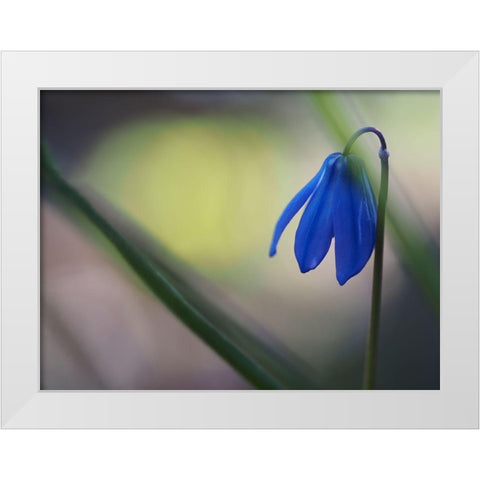 Tiny Blue Umbrella White Modern Wood Framed Art Print by Bonin, Suzanne