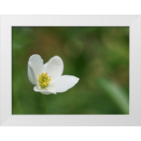 Windflower White Modern Wood Framed Art Print by Bonin, Suzanne