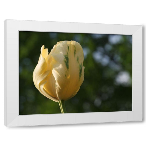 Yellow Green Tulip White Modern Wood Framed Art Print by Bonin, Suzanne