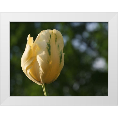 Yellow Green Tulip White Modern Wood Framed Art Print by Bonin, Suzanne