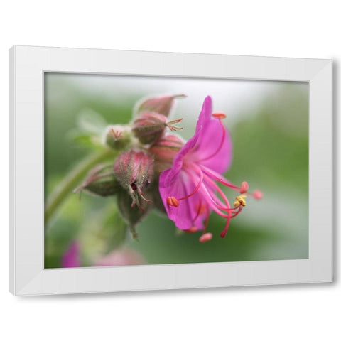 Bigroot White Modern Wood Framed Art Print by Bonin, Suzanne