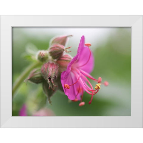 Bigroot White Modern Wood Framed Art Print by Bonin, Suzanne