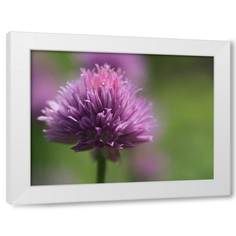 Chive Blossom White Modern Wood Framed Art Print by Bonin, Suzanne