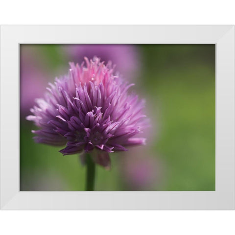 Chive Blossom White Modern Wood Framed Art Print by Bonin, Suzanne