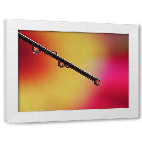 Experiment White Modern Wood Framed Art Print by Bonin, Suzanne