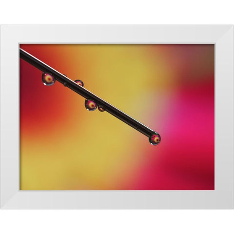 Experiment White Modern Wood Framed Art Print by Bonin, Suzanne