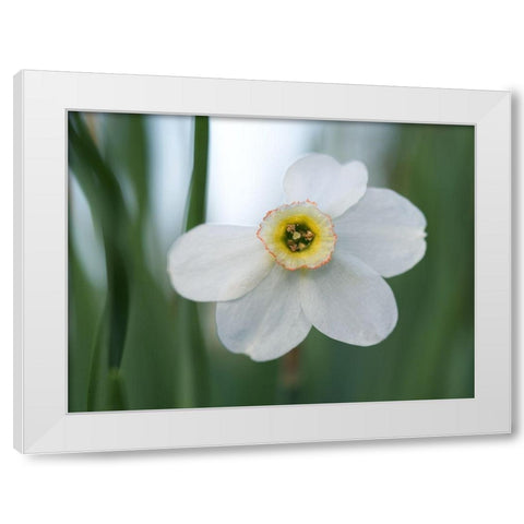 Fine Beauty White Modern Wood Framed Art Print by Bonin, Suzanne