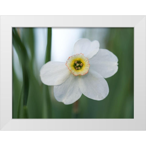 Fine Beauty White Modern Wood Framed Art Print by Bonin, Suzanne