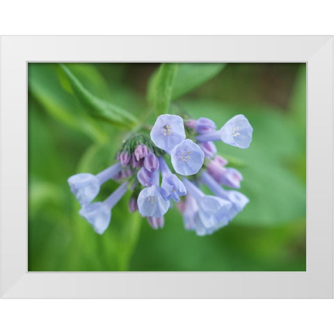 Little Bells White Modern Wood Framed Art Print by Bonin, Suzanne