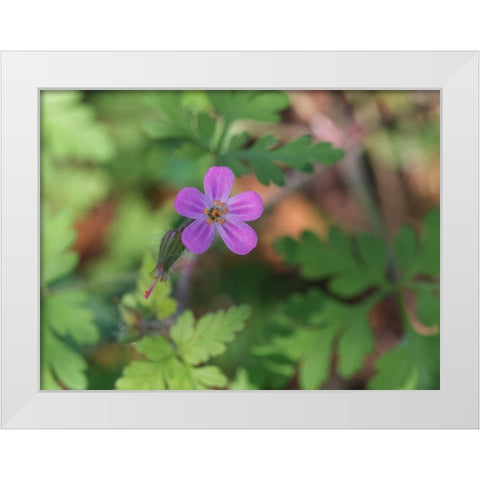 Little Robin White Modern Wood Framed Art Print by Bonin, Suzanne