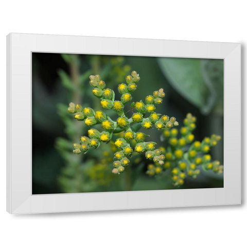 Little Stars White Modern Wood Framed Art Print by Bonin, Suzanne
