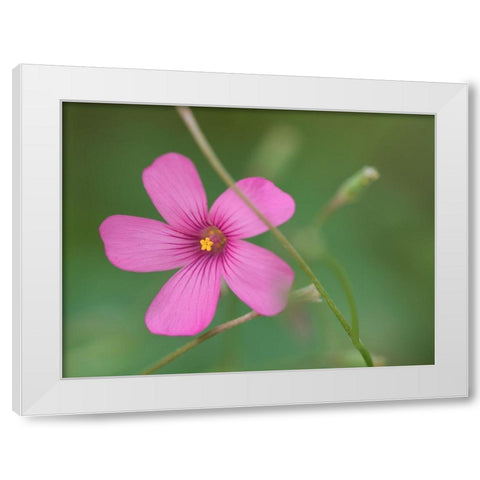 Pink Splash White Modern Wood Framed Art Print by Bonin, Suzanne
