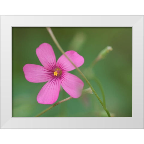 Pink Splash White Modern Wood Framed Art Print by Bonin, Suzanne