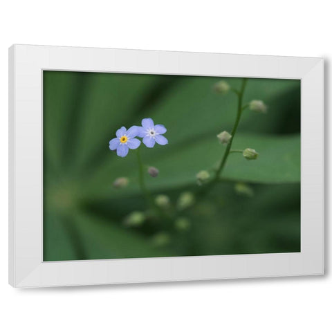 Small Universe White Modern Wood Framed Art Print by Bonin, Suzanne