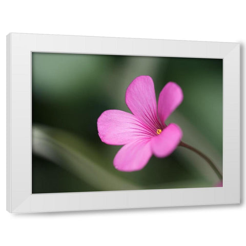 Splash Of Color White Modern Wood Framed Art Print by Bonin, Suzanne