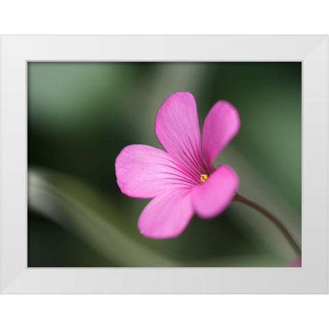 Splash Of Color White Modern Wood Framed Art Print by Bonin, Suzanne