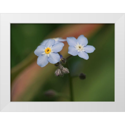 Spring Flower White Modern Wood Framed Art Print by Bonin, Suzanne