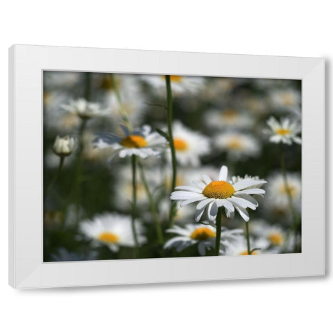 White Daisies White Modern Wood Framed Art Print by Bonin, Suzanne