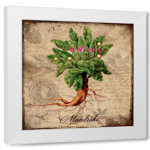 Mandrake White Modern Wood Framed Art Print by Lavoie, Tina