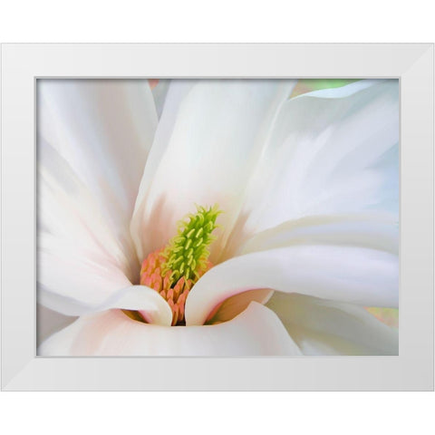 Magnoliaceae White Modern Wood Framed Art Print by Lavoie, Tina