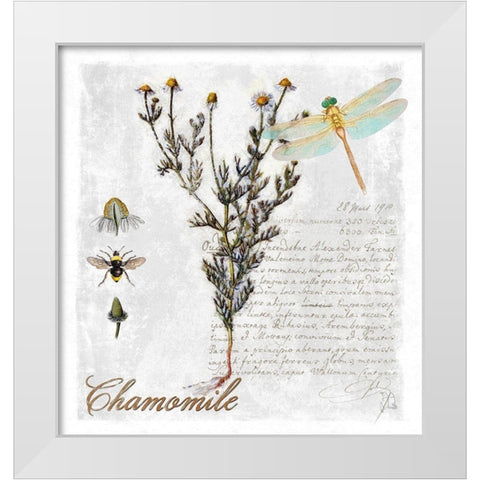 Botanical Garden Chamomile Herb White Modern Wood Framed Art Print by Lavoie, Tina