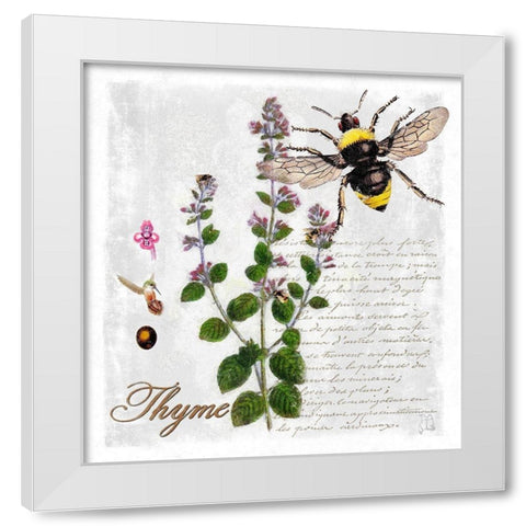 Botanical Garden Thyme Herb White Modern Wood Framed Art Print by Lavoie, Tina
