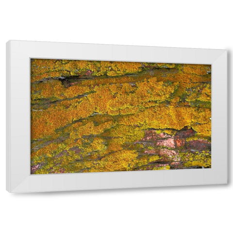 Mossy Wood 001 White Modern Wood Framed Art Print by Lavoie, Tina