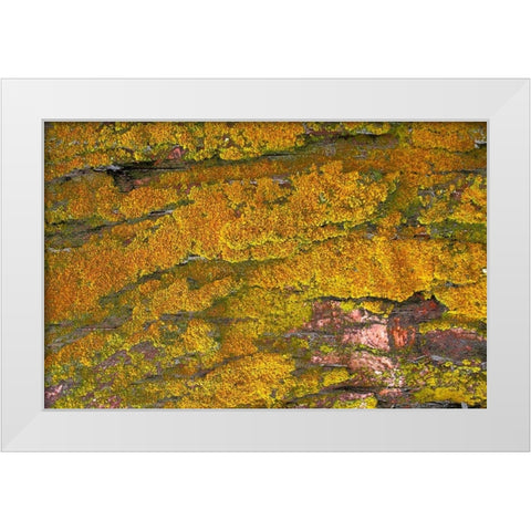 Mossy Wood 001 White Modern Wood Framed Art Print by Lavoie, Tina